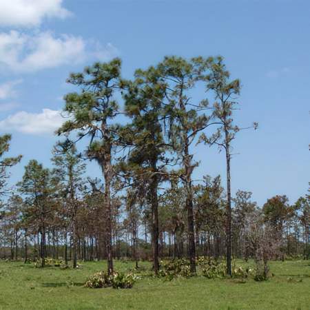 [caption: Gopher Tortoise</br />Recipient Site] Gopher Tortoise Recipient Site