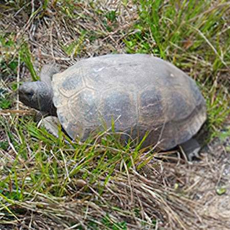[caption: Gopher Tortoise</br />Relocation] Gopher Tortoise Relocation