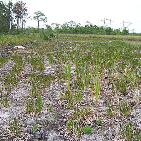 [caption: Wetlands</br />Mitigation] Wetlands Mitigation