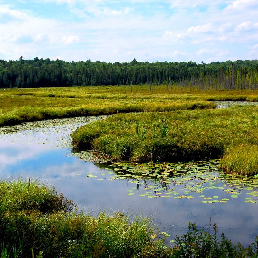 [caption: Environmental</br />Consulting] Environmental Consulting